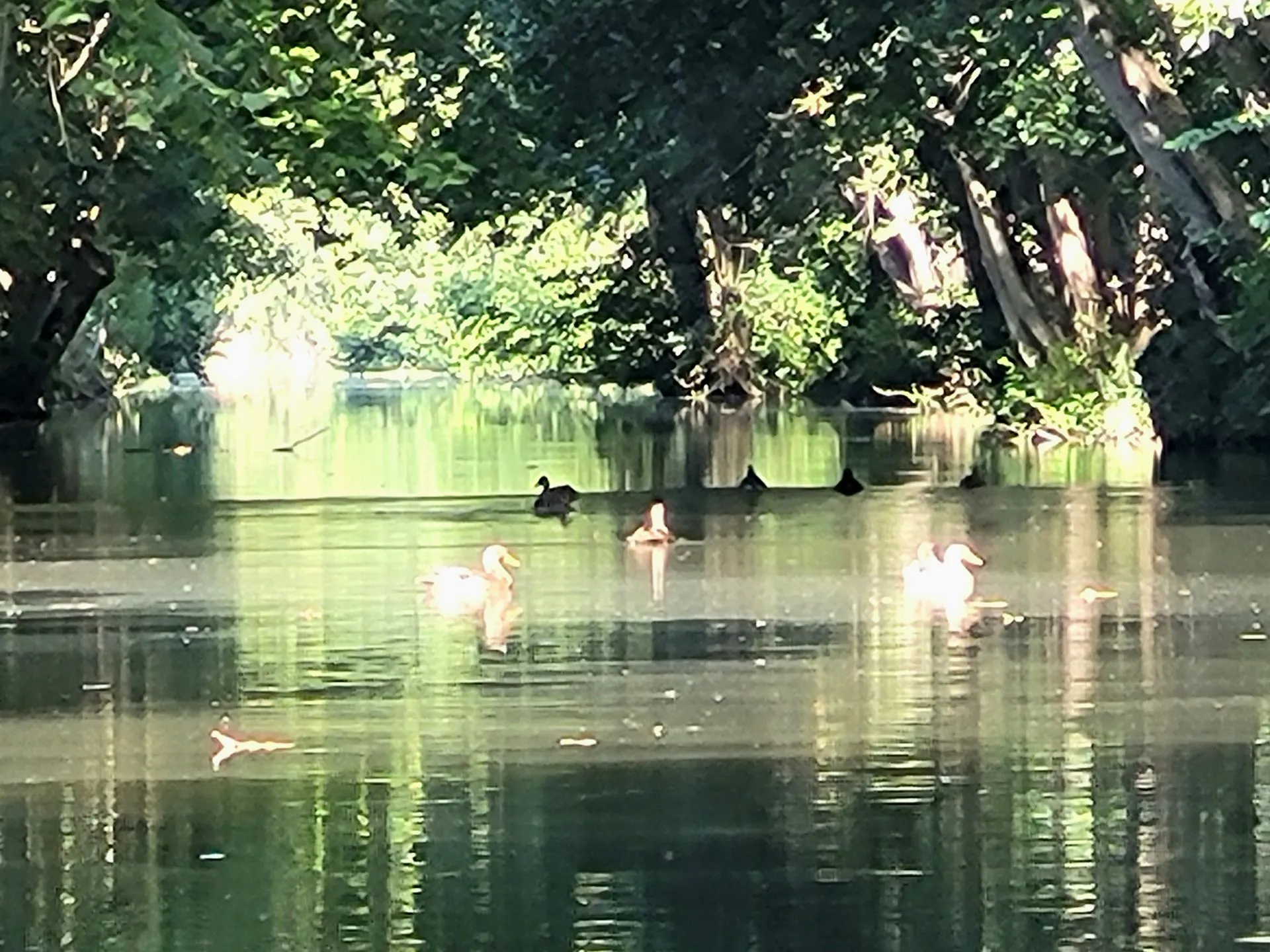 Marais Poitevin - Boat trip in the Green Venice